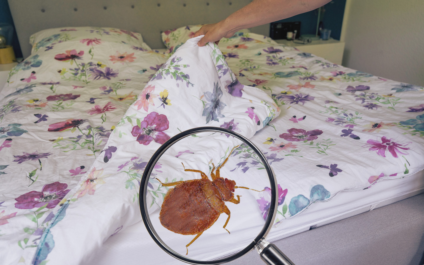 Fotomontage: Eine Bettwanze durch eine Lupe vergrößert dargestellt auf einer Bettdecke.