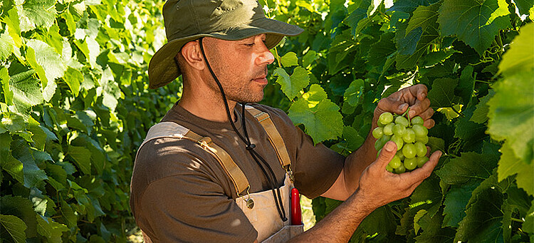 Online-Seminar „Saisonkräfte in der SV“: Mann erntet Trauben