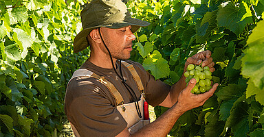 Online-Seminar „Saisonkräfte in der SV“: Mann erntet Trauben