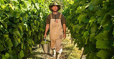 Nachhaltigkeit im Unternehmen: Mann bei Traubenernte im Weinberg