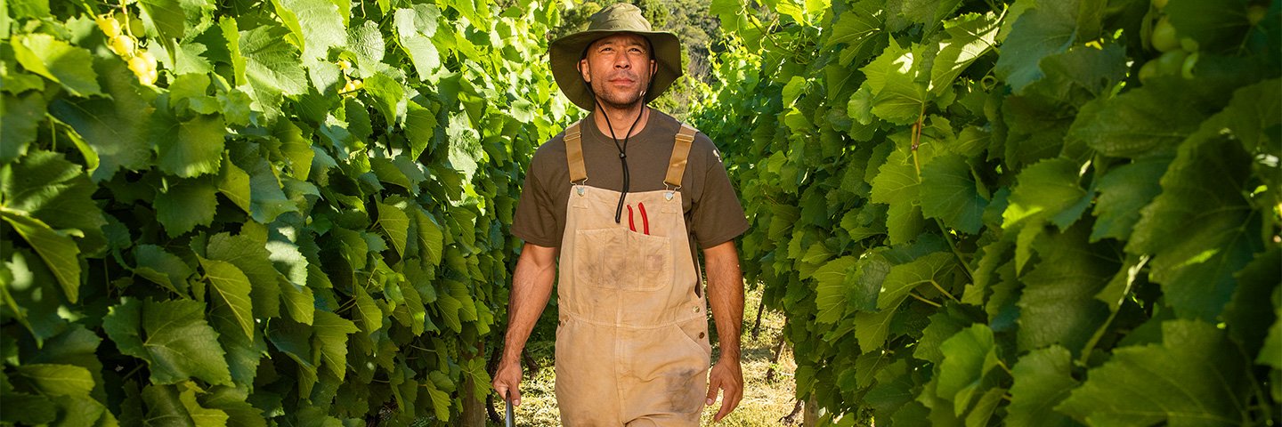 Nachhaltigkeit im Unternehmen: Mann bei Traubenernte im Weinberg Nachhaltigkeit im Unternehmen: Mann bei Traubenernte im Weinberg