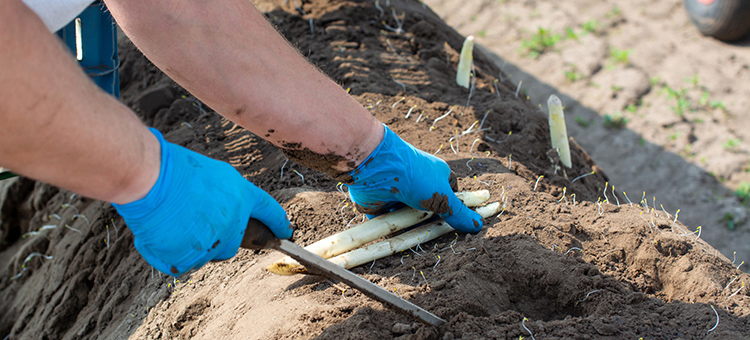 Aushilfen: vorübergehend höhere Zeitgrenzen Ein Mann erntet Spargel.