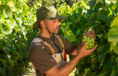 Online-Seminar „Saisonkräfte in der SV“: Mann erntet Trauben