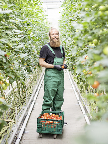 Saisonkraft während der Erntezeit Eine Saisonkraft steht zwischen hohen Tomatensträuchern