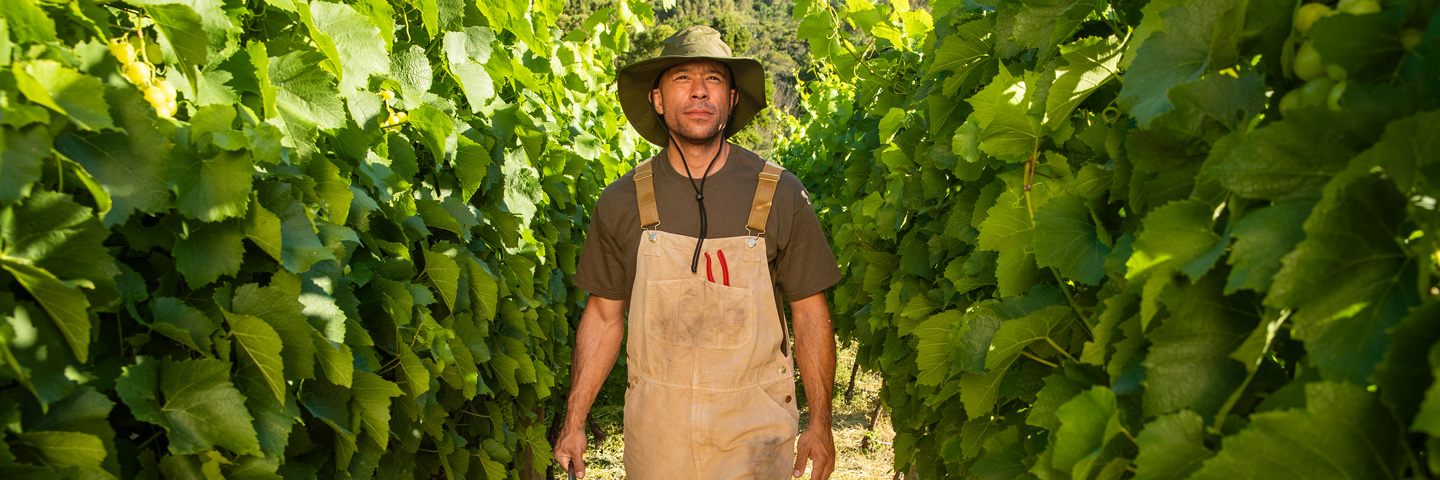 Saisonkräfte aus dem Ausland beschäftigen: Arbeiter im Weinberg.