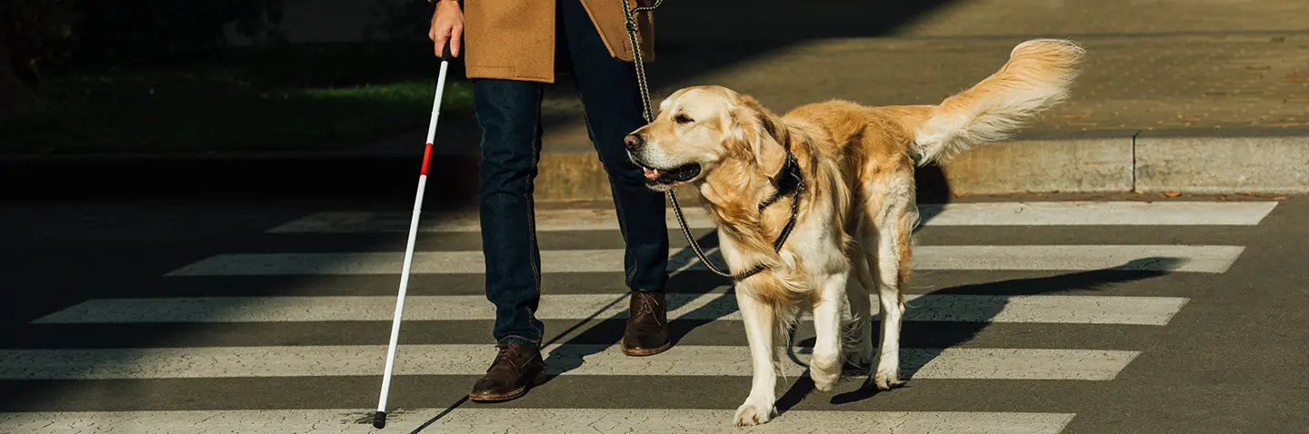 Mann überquert Straße mit Blindenführhund