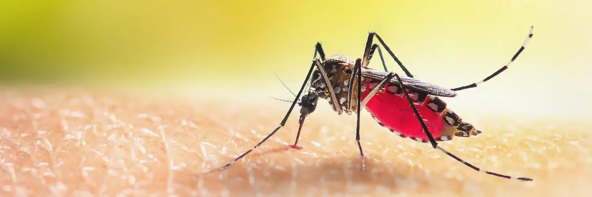 Das Bild zeigt eine Aedes-Stechmücke, die Blut auf der menschlichen Haut saugt.