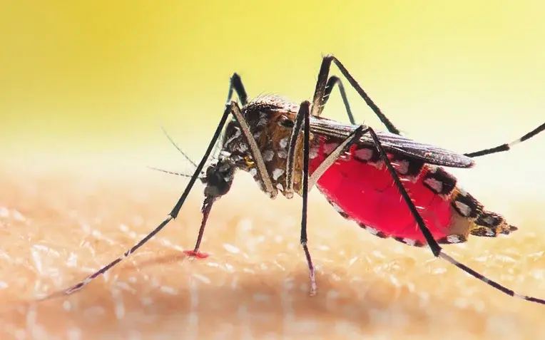 Das Bild zeigt eine Aedes-Stechmücke, die Blut auf der menschlichen Haut saugt.