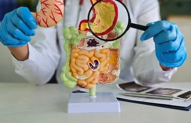 Arzt am Modell des Verdauungstraktes