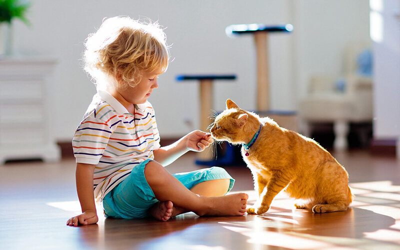 Ein kleines Kind sitzt auf dem Fußboden und füttert vorsichtig eine orangefarbene Katze.