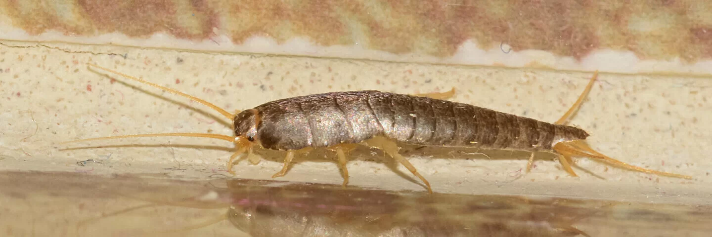 Silberfischchen auf braunem Hintergrund