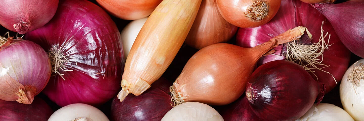 Frische bunte Zwiebeln