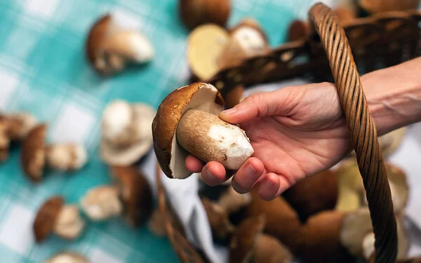 Pilz in einer Hand.