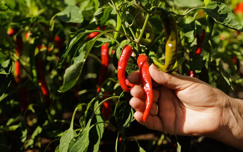 Eine Hand pflückt eine frische Chilischote aus dem Garten.