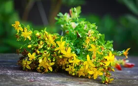 Ein Zweig Echtes Johanniskraut in voller gelber Blüte.