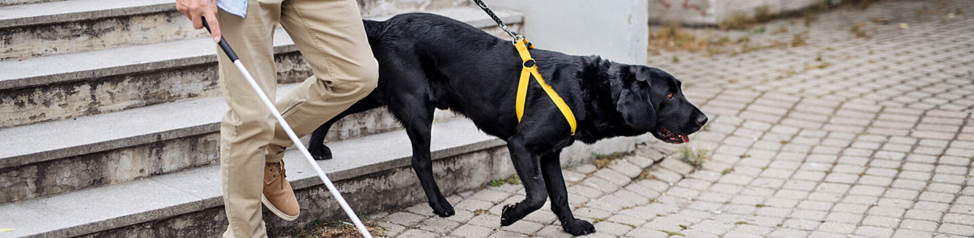 Ein Mann geht mit Blindenführhund und Stock die Treppe hinunter. Die AOK übernimmt die Kosten für Blindenführhunde.