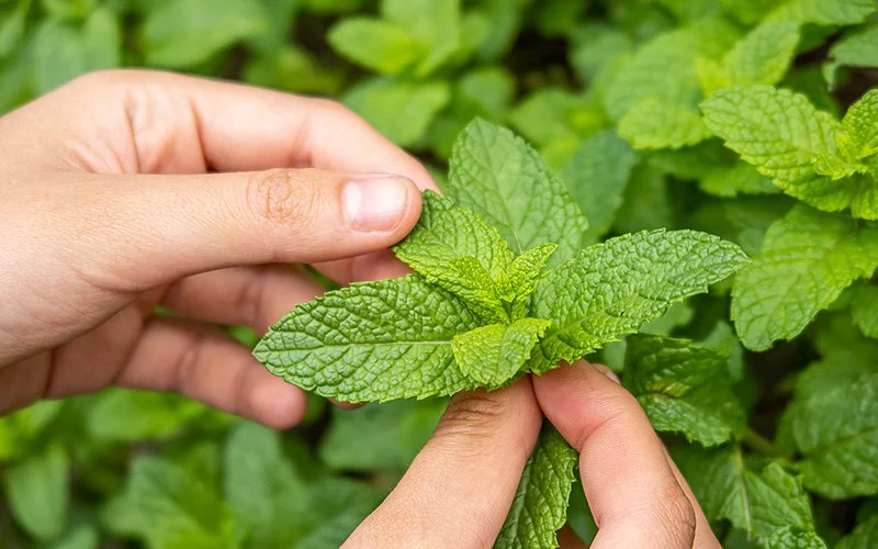 Eine Person prüft die Qualität frischer, grüner Pfefferminzpflanzen, indem sie die Blätter sanft zwischen den Fingern reibt.