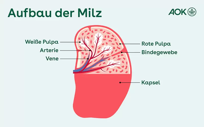 Grafik zeigt den Aufbau der Milz: Das Organ besteht aus roter und weißer Pulpa. Es wird von Bindegewebe, Venen und Arterien durchzogen und von einer Kapsel umhüllt.
