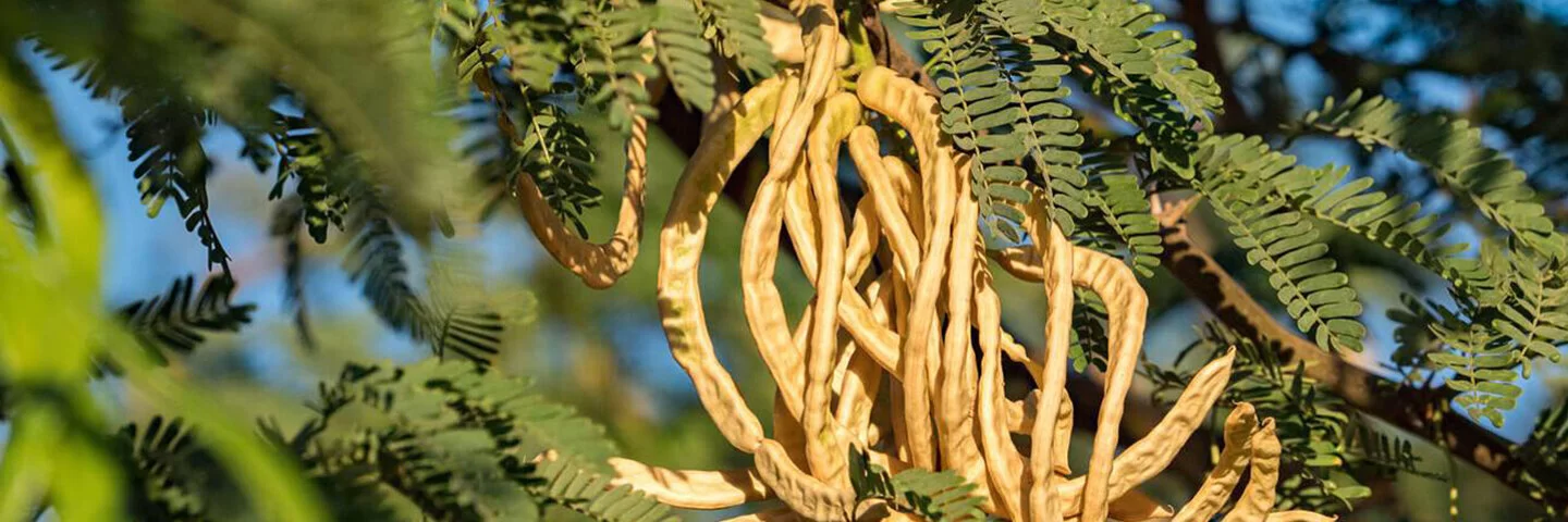 Nahaufnahme der Zweige eines Akazienbaums der Gattung Acacia senegal. Die Zweige tragen kleine doppelt gefiederte Blätter und große, hülsenförmige Samenschoten.