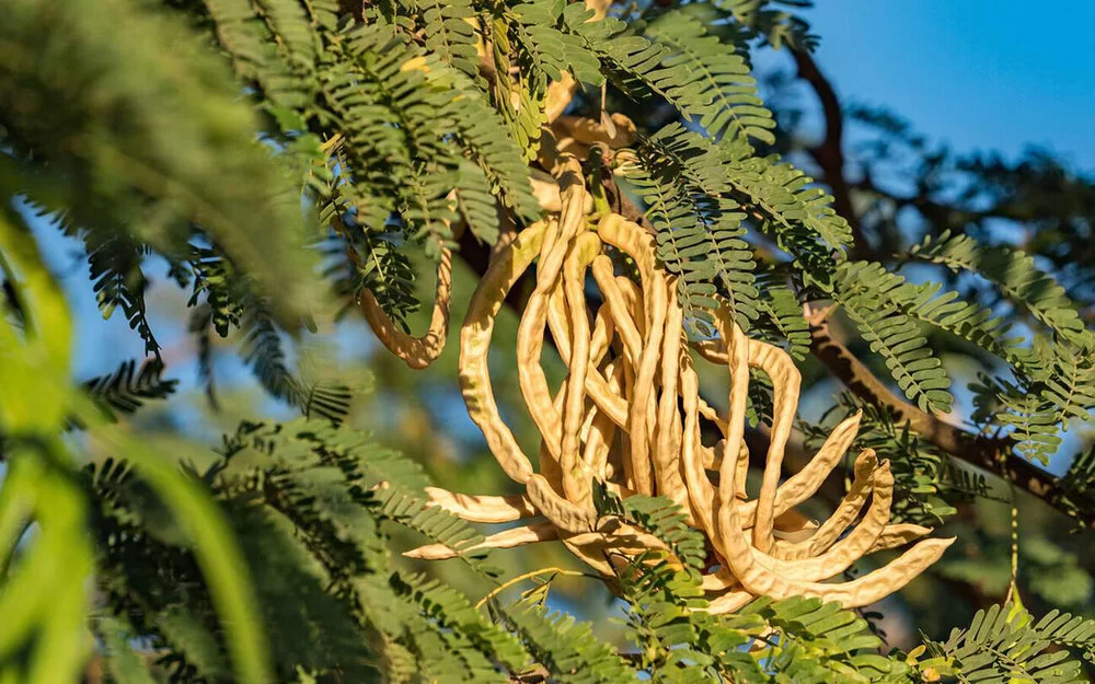 Nahaufnahme der Zweige eines Akazienbaums der Gattung Acacia senegal. Die Zweige tragen kleine doppelt gefiederte Blätter und große, hülsenförmige Samenschoten.