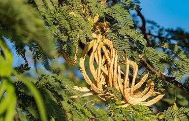 Nahaufnahme der Zweige eines Akazienbaums der Gattung Acacia senegal. Die Zweige tragen kleine doppelt gefiederte Blätter und große, hülsenförmige Samenschoten.
