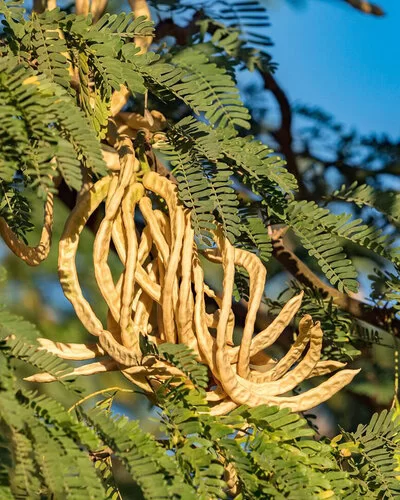 Nahaufnahme der Zweige eines Akazienbaums der Gattung Acacia senegal. Die Zweige tragen kleine doppelt gefiederte Blätter und große, hülsenförmige Samenschoten.