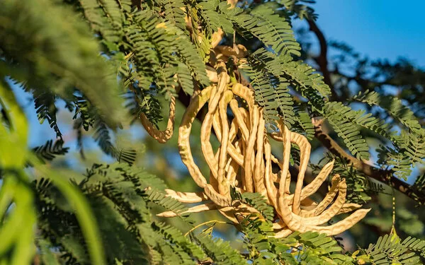 Nahaufnahme der Zweige eines Akazienbaums der Gattung Acacia senegal. Die Zweige tragen kleine doppelt gefiederte Blätter und große, hülsenförmige Samenschoten.
