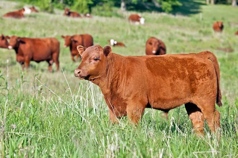 Rotes Angus-Bullen-Kalb steht mit mehreren Rindern auf einer Weide.