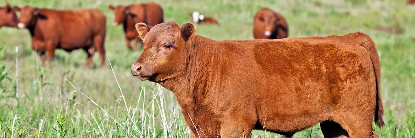Rotes Angus-Bullen-Kalb steht mit mehreren Rindern auf einer Weide.