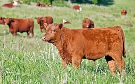 Rotes Angus-Bullen-Kalb steht mit mehreren Rindern auf einer Weide.