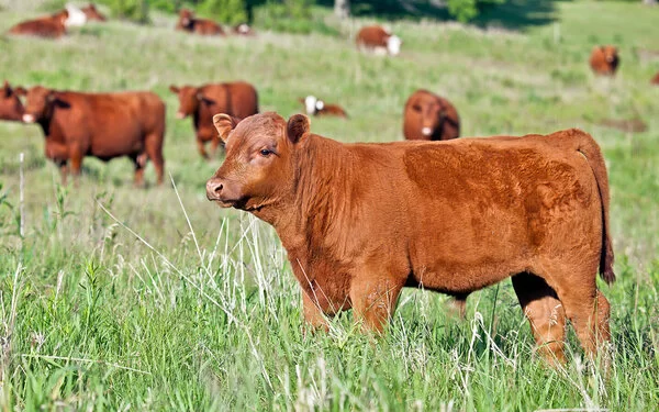 Rotes Angus-Bullen-Kalb steht mit mehreren Rindern auf einer Weide.