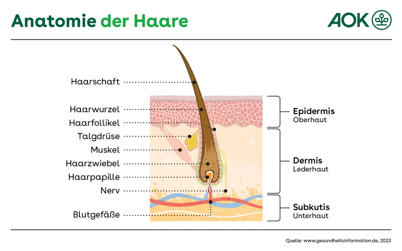 Eine grafische Darstellung zeigt den anatomischen Aufbau von Haaren. Sie ist in drei Abschnitte unterteilt: Oberhaut, Lederhaut und Unterhaut. Weiterhin werden die einzelnen Bestandteile gezeigt: Haarschaft, Haarwurzel, Haarfollikel, Talgdrüse, Muskel, Haarzwiebel, Haarpapille, Nerv und Blutgefäße.