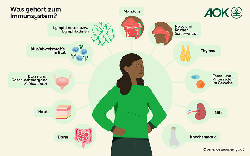 Infografik über den Aufbau des Immunsystems.