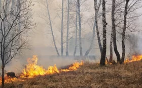 Brennendes Gras und Unterholz in einem lichten Wald.