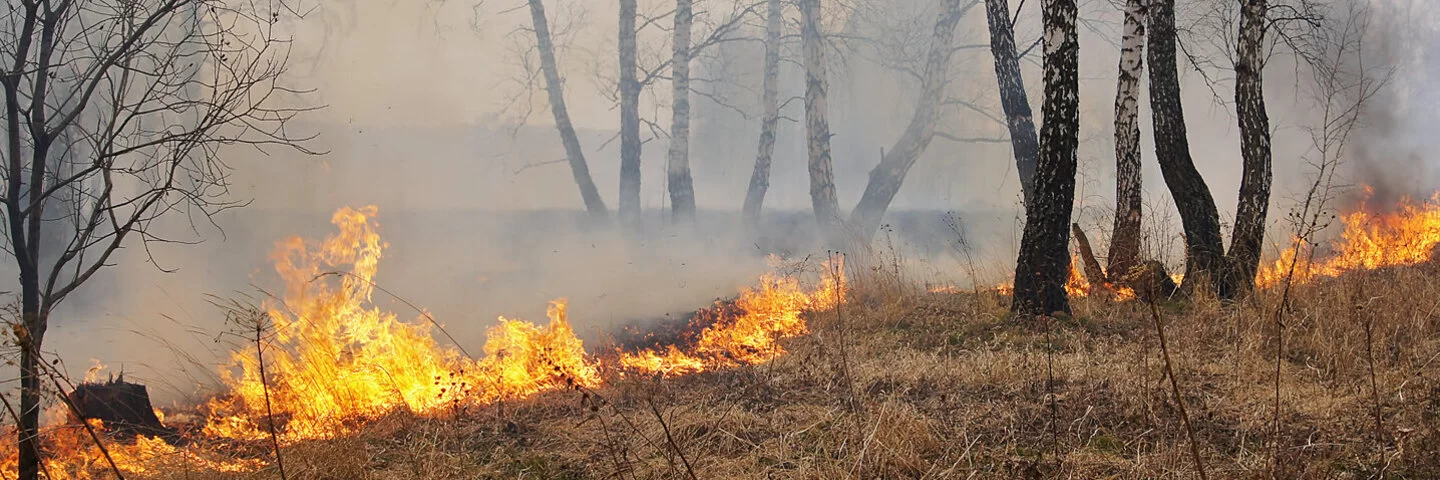 Brennendes Gras und Unterholz in einem lichten Wald.