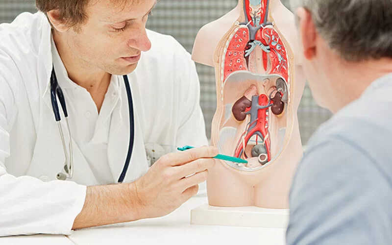 Ein Arzt zeigt an einem Anatomiemodel, wo die Blase im Körper sitzt