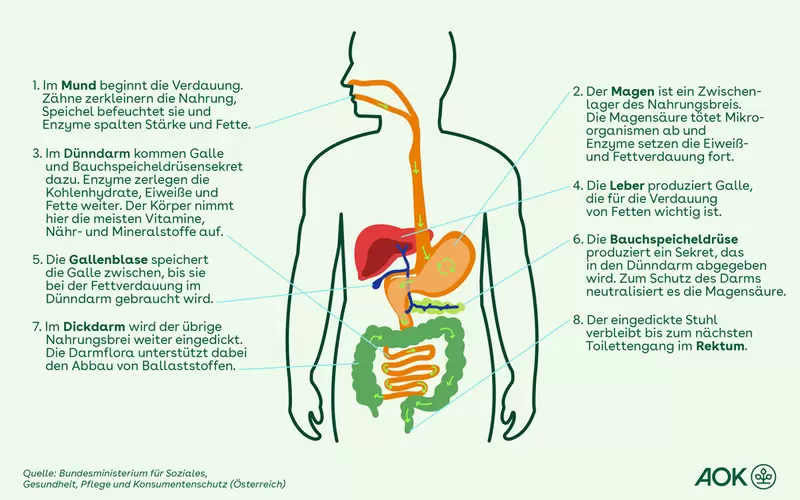 5 Funktionen Von Fetten Im Körper Wie genau funktioniert die Verdauung?