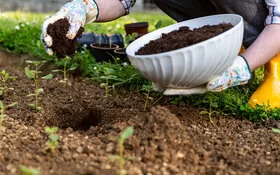 Eine Person verteilt mit den Händen organischen Dünger in einem Beet.