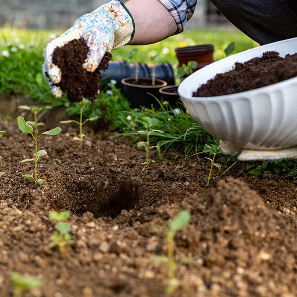 Eine Person verteilt mit den Händen organischen Dünger in einem Beet.