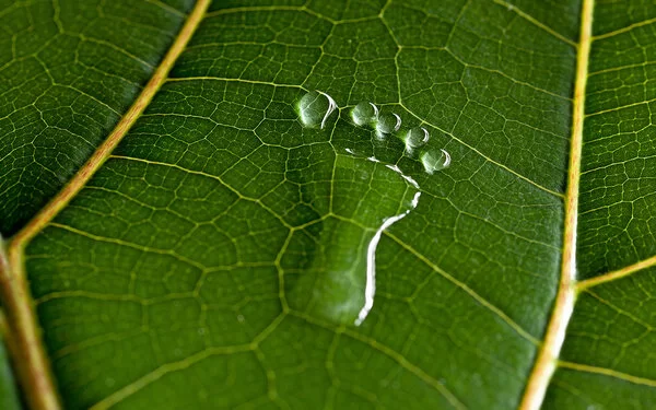 Auf einem grünen Blatt ist ein Fußabdruck in Form von Wasser zu sehen.