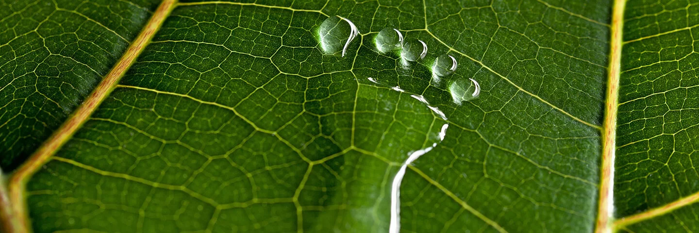 Auf einem grünen Blatt ist ein Fußabdruck in Form von Wasser zu sehen.