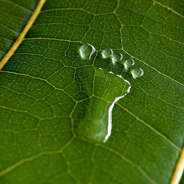 Auf einem grünen Blatt ist ein Fußabdruck in Form von Wasser zu sehen.