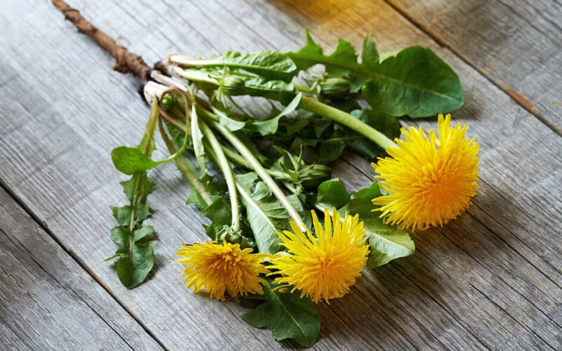 Löwenzahn kann im Ganzen verzehrt werden – besonders lecker schmecken die Blätter zum Beispiel in einem gemischten Blattsalat.