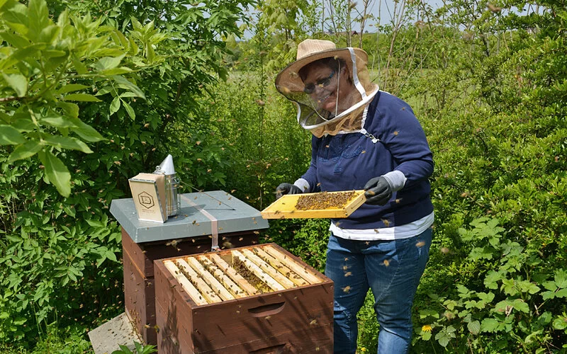 Local Hero Heike Klein von der AOK untersucht die Waben eines Bienenstocks.