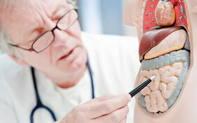 Ein Arzt zeigt an einem Modell der inneren Organe wie lang der Darm ist.