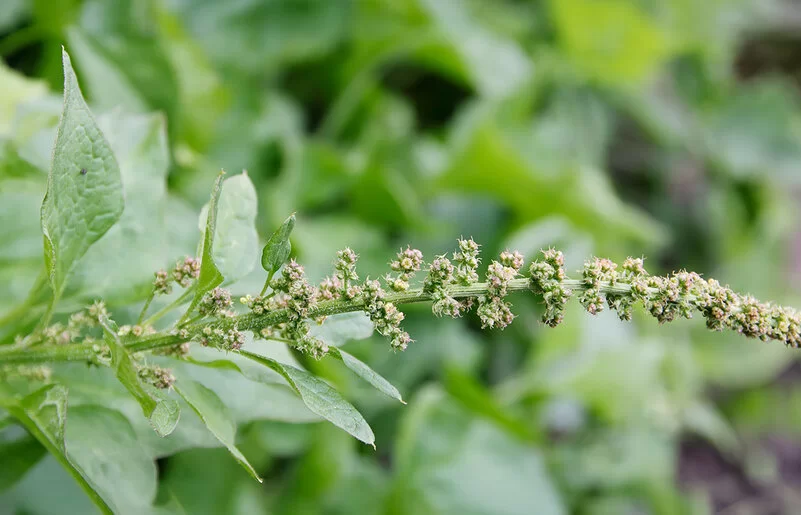 Guter Heinrich in Nahaufnahme: Er gedeiht gut im Garten oder auf dem Balkon.