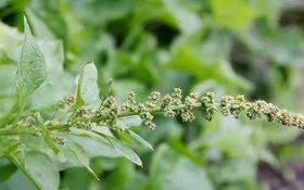 Guter Heinrich in Nahaufnahme: Er gedeiht gut im Garten oder auf dem Balkon.