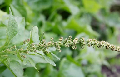 Guter Heinrich in Nahaufnahme: Er gedeiht gut im Garten oder auf dem Balkon.