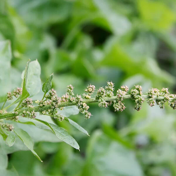 Guter Heinrich in Nahaufnahme: Er gedeiht gut im Garten oder auf dem Balkon.