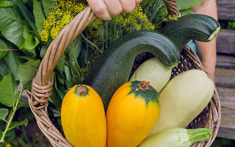 Verschiedene Sorten Zucchini (dunkelgrün, hellgrün und gelb) in einem Weidenkorb.